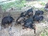  - chiots teckel poil dur