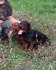  - chiots basset des Alpes